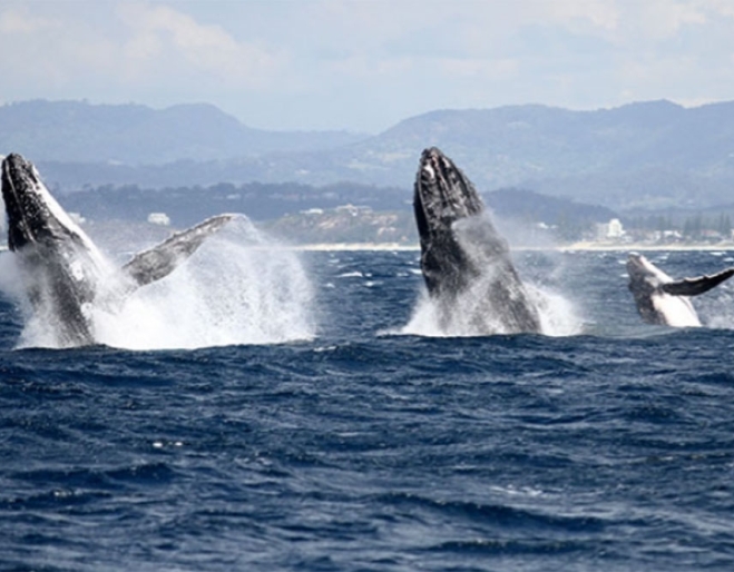 Spirit Of Gold Coast Whale Watching Tours | Must Do Gold Coast
